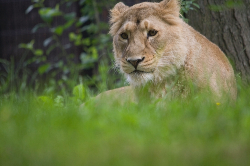 IMG_5357.jpg - Pour ceux qui conaissent le ZOO de maubeuge, le lion pour l'instant ne sort pas, la lionne est allongée loin du bord comme d'habitude.