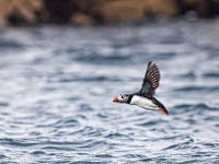 IMG 0249-Modifier-Modifier  Macareux moine abords des 7 iles