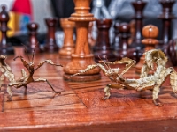 IMG 1072-Modifier-2  Phasmes à Tiares