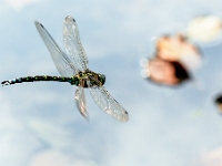 IMG 2931-Modifier  au vol :)