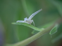 IMG 6234  Thomise, Albufeira