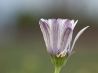 IMG 6248  Thomise, Albufeira