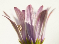 IMG 6303-Modifier  Thomise, Albufeira