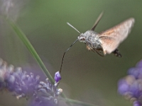 IMG 8797-Modifier  Moro-sphinx esvres