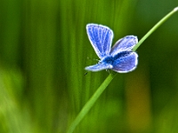 IMG 9994-Modifier  Bergelen , Azuré