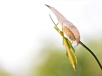 contrejoureclaire  Philium Sp sur une fleur de lune