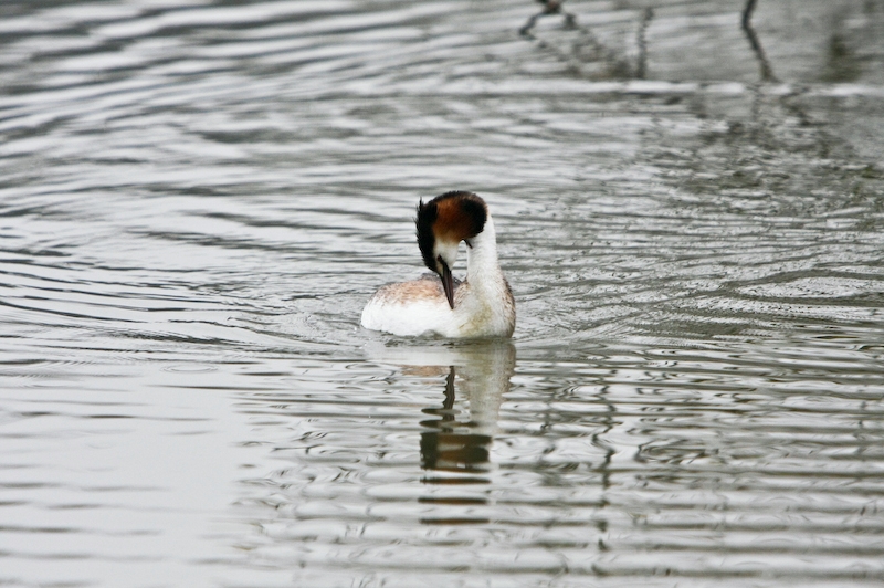 IMG_1974.jpg - un grèbe huppé en liberté dans le lac, il y avait la femelle qui avait fait son nid, il venait apporter des branchages et chasser pour sa belle,  je vais y retourner souvent :)