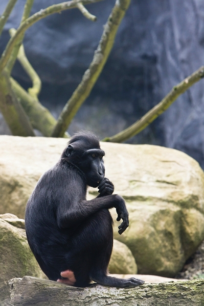 IMG_2906.jpg - Macaques à crète, moins curieux des visiteurs qu'au début