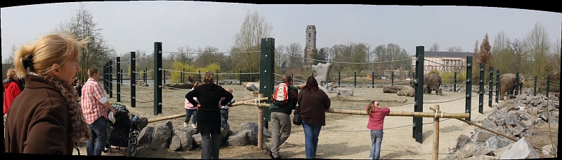 encloselephontsfemelles.jpg - enclos des éléphants femelles