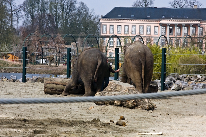 IMG_2558.jpg - Une sorte de sow improvisé, je me demande si il y en aura à heures fixe.