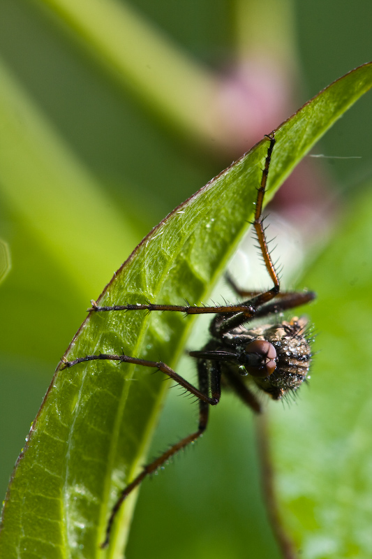 IMG_8399.jpg - mouche encore engourdie par la rosée