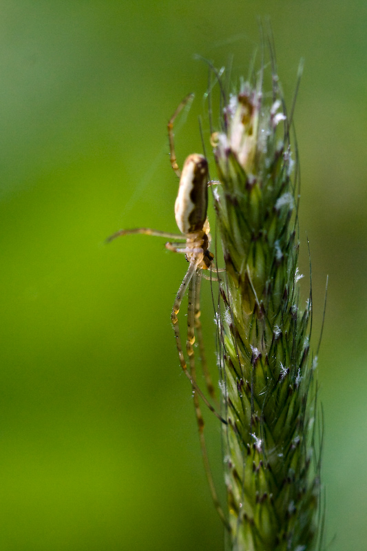 IMG_8429.jpg - certainement une Argiope