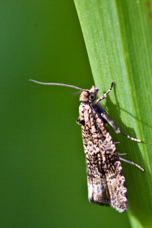 IMG_8434.jpg - ressemble à la larentie des impatient je n'en suis pas certain !
