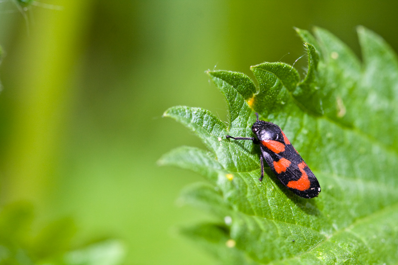 IMG_8484.jpg - homoptere, Cercope sanguinolent (Cercopis Vulnerata)