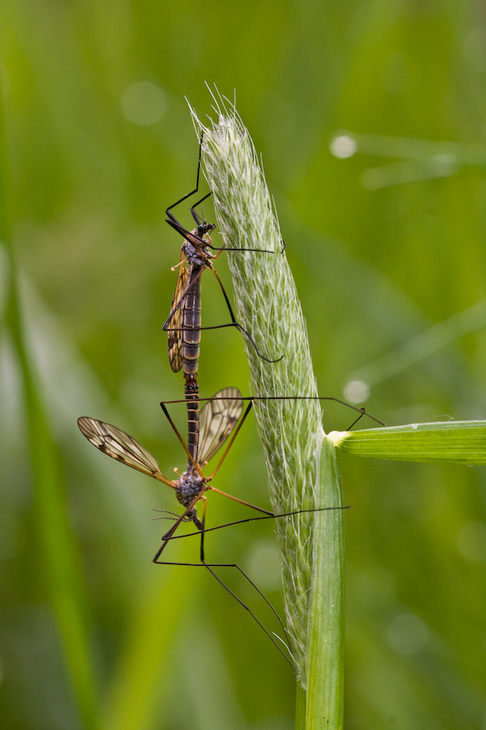IMG_8492.jpg - deux tipules encore collés, ce ne sont pas les mêmes que la dernière fois :)