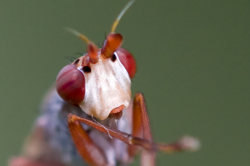 IMG_8507-2.jpg - un crop c'est précis la macro :)