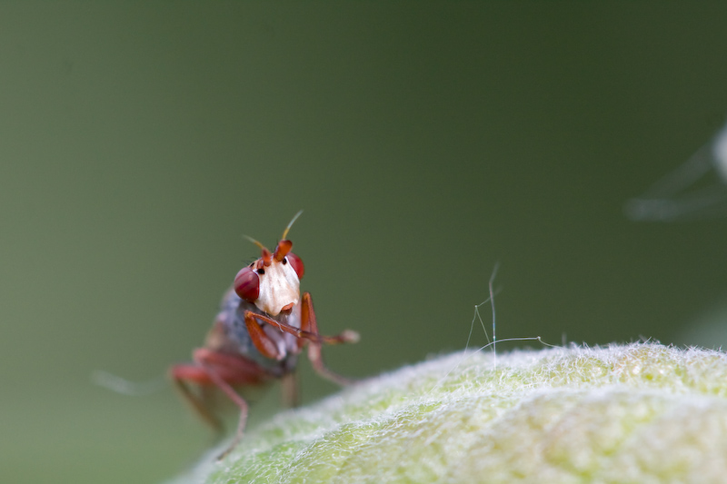 IMG_8507.jpg - mouche