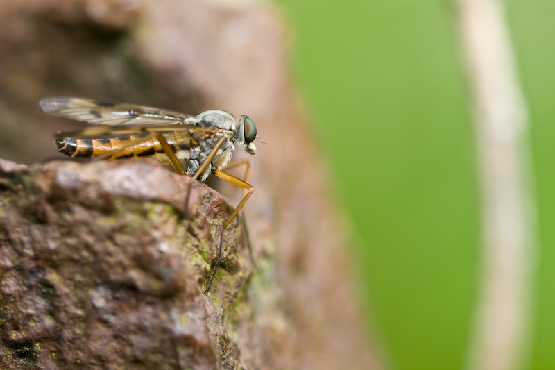 IMG_8578.jpg - mouche/moustique ?