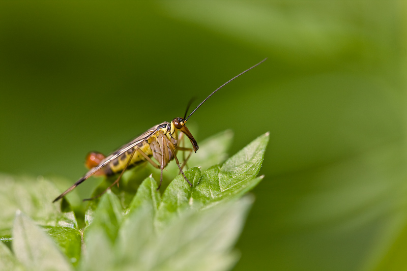 IMG_8583.jpg - Panorpe de face :) (mouche scorpion) j'y suis retourné spécialement pour cet animal, et je pense l'avoir correctement :)