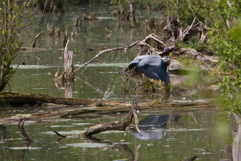 IMG_8739.jpg - Héron argenté, une seconde plus tôt et c'etait bien cadré :)