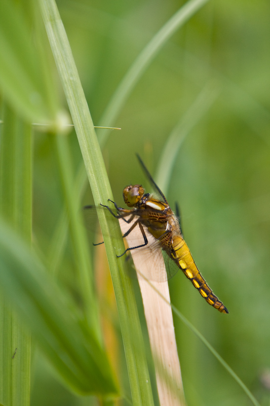 IMG_8759.jpg - Aeschne printanière