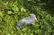 IMG_0652
