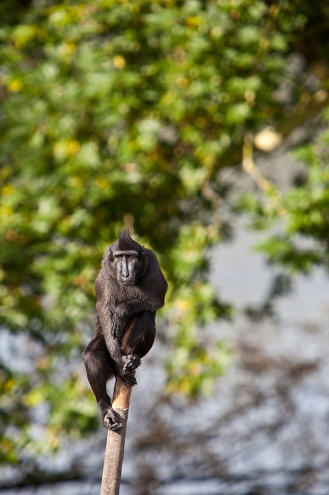 IMG_3281.jpg - je remerci les macaques à crète d'avoir posé pour les photos :)