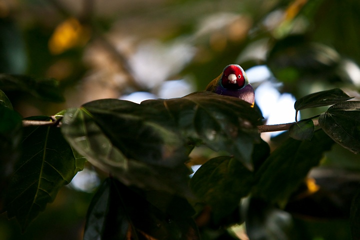 IMG_3484.jpg - Diamand de gould