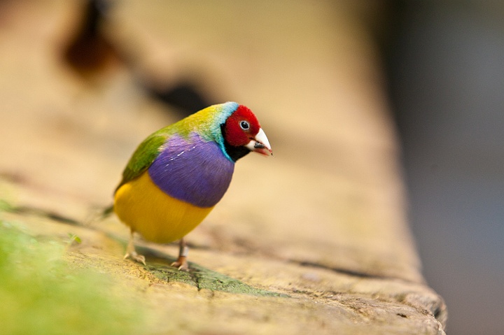 IMG_3504.jpg - diamand de gould
