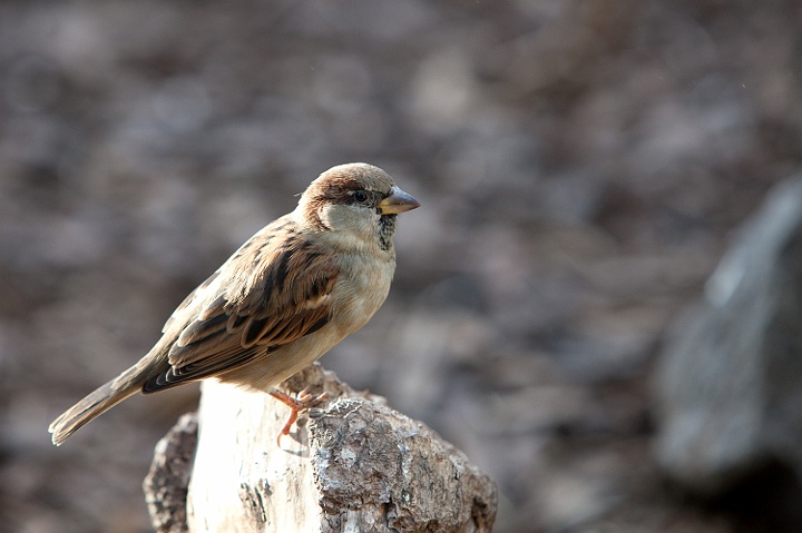 IMG_3544.jpg - moineau