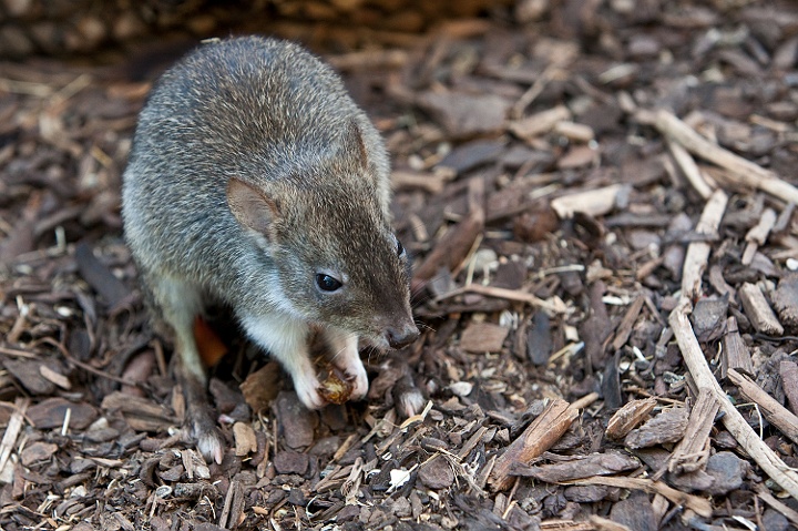 IMG_3557.jpg - rats kangourou