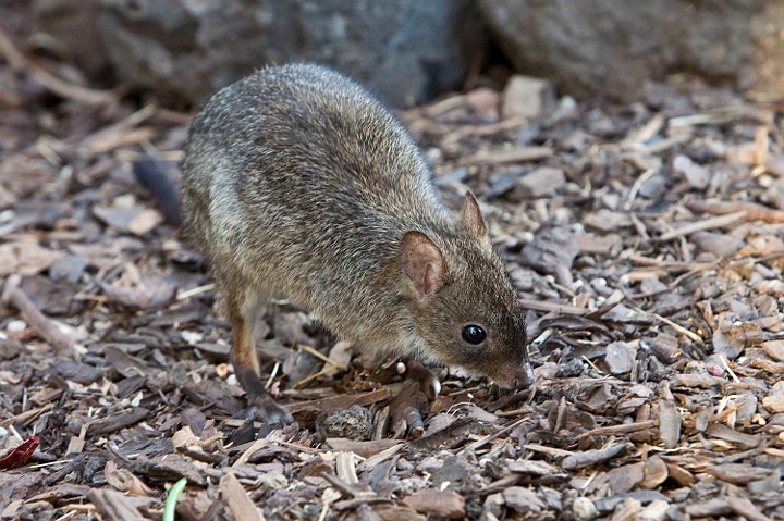 IMG_3608.jpg - rats kangourou