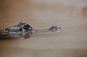 IMG_3036
