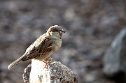 IMG_3544