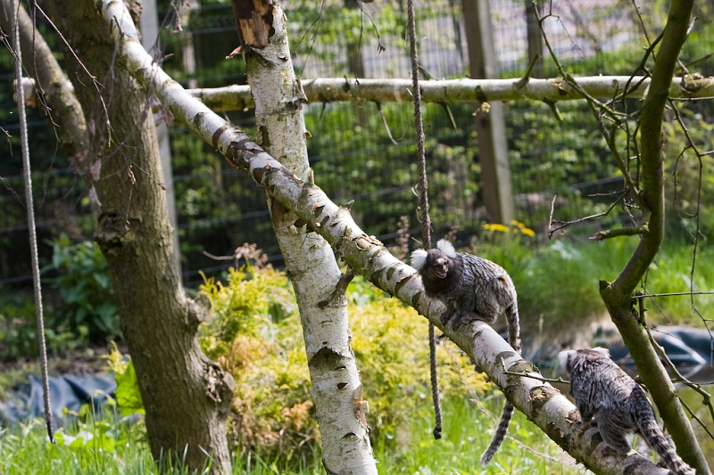 IMG_6703.jpg - ouistitis à toupe blanche, qui etaient plus souvent dans les grillages que sur leur iles...