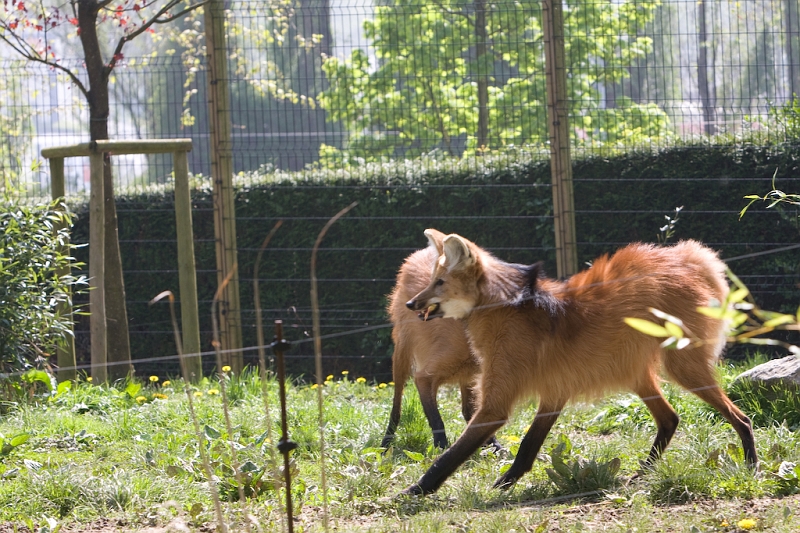 IMG_6777.jpg - nourissage des loups à crinières
