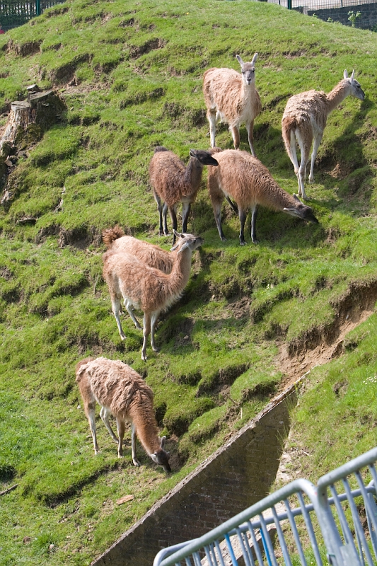 IMG_6818.jpg - un reel plaisir de retrouver les guanacos