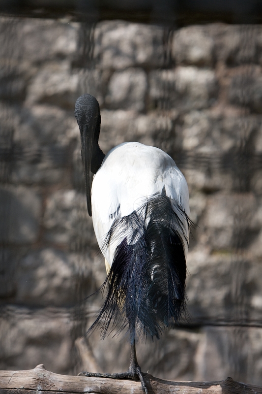 IMG_6971.jpg - je n'ai pas vu d'ibis en liberté ? morts les autres ou capturés ?