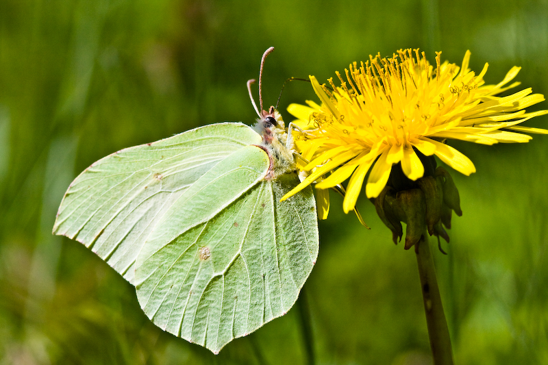 IMG_7434.jpg - un citron