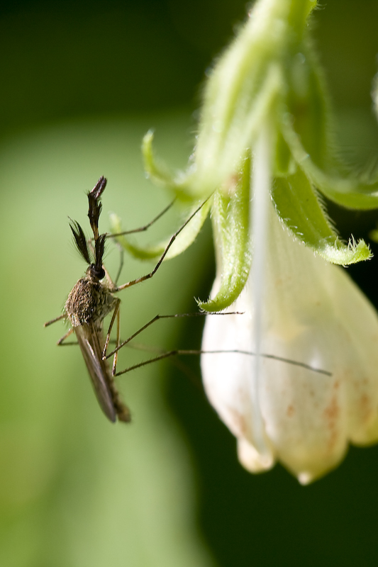 IMG_7492.jpg - chironome- mais pas sur ou gros moustique faut pas abuser dans la précision.