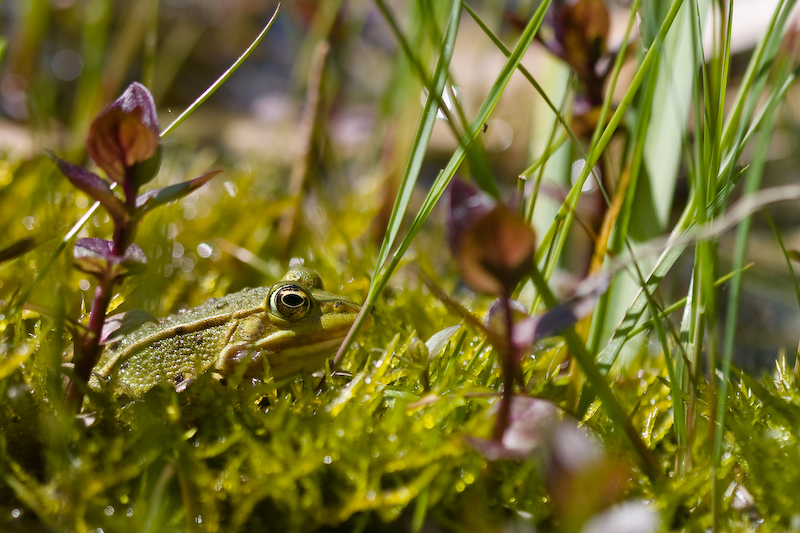 IMG_7513.jpg - Timides