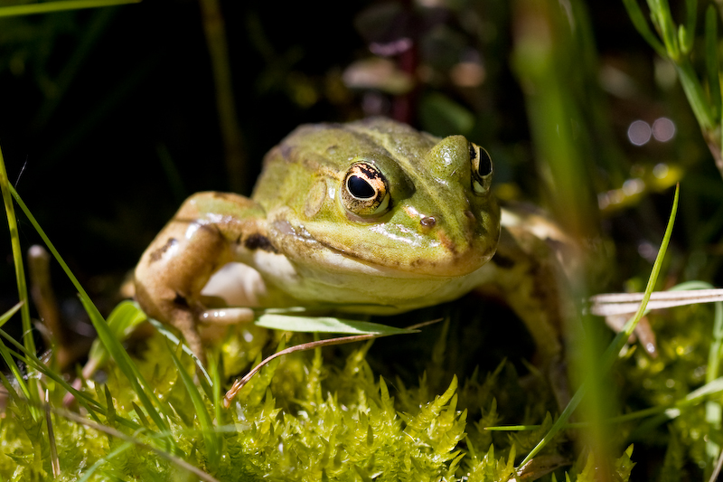 IMG_7642.jpg - avec un peu de patience ... :)