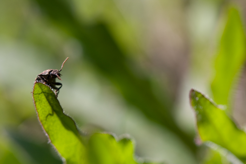 IMG_7768.jpg - une carapace, un coléeoptere ? dur dur