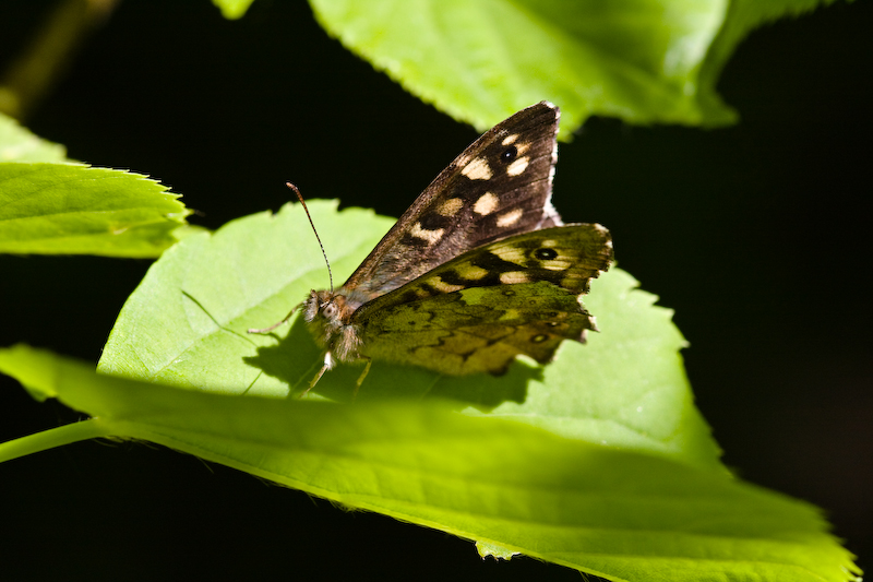 IMG_7812.jpg - un tircis (pararge aegeria)