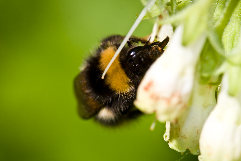 IMG_7828.jpg - bourdon