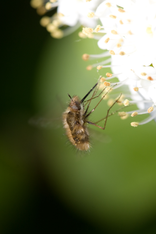 IMG_7831.jpg - Bombyle