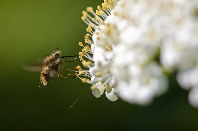 IMG_7839.jpg - Bombyle