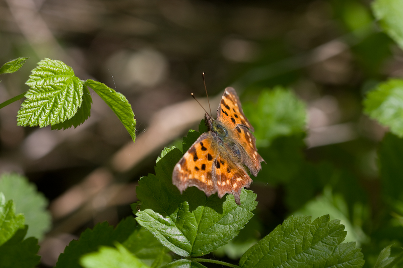 IMG_7873.jpg - le robert le diable (polygonia c-album)  suis pas sur à 100 %