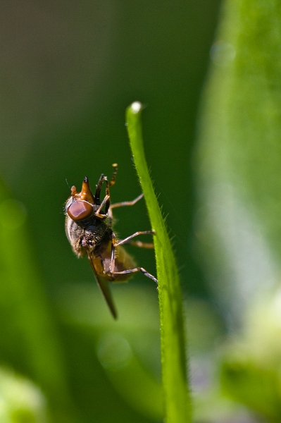 IMG_7876.jpg - une mouche ? :)