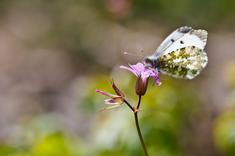 IMG_7907.jpg - famille pieride, le marbré de Freyer (Euchloe Simphonia)
